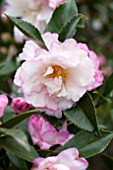 CAMELLIA SASANQUA LESLIE ANN