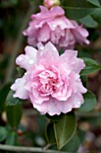 CAMELLIA SASANQUA PINK SNOW