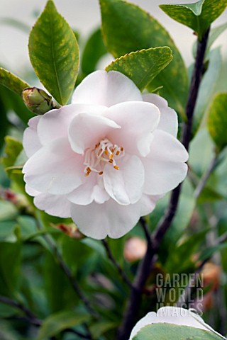 CAMELLIA_SPRING_MIST