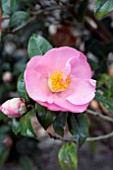 CAMELLIA X PINK ICICLE