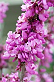 CERCIS CANADENSIS AVONDALE