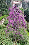 CERCIS COVEY, (CERCIS LAVENDER TWIST)