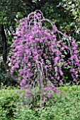 CERCIS COVEY LAVENDER TWISTÂ®