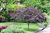 CERCIS FOREST PANSY