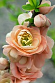 CHAENOMELES JAPONICA CAMEO