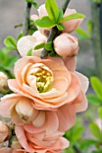 CHAENOMELES JAPONICA CAMEO