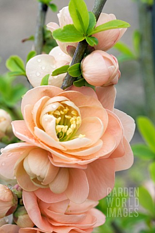 CHAENOMELES_JAPONICA_CAMEO