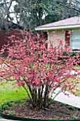 CHAENOMELES JAPONICA