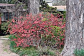 CHAENOMELES JAPONICA