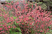 CHAENOMELES JAPONICA