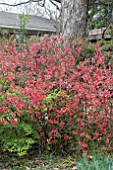 CHAENOMELES JAPONICA