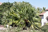 CHAMAEROPS HUMILIS