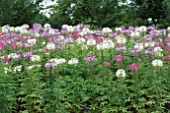 CLEOME HASSLERANA SPARKLER MIX