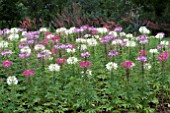 CLEOME HASSLERANA SPARKLER MIX