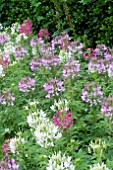 CLEOME HASSLERANA SPARKLER MIX