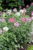 CLEOME HASSLERANA SPARKLER MIX