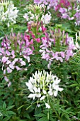 CLEOME HASSLERANA SPARKLER MIX