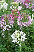 CLEOME HASSLERANA SPARKLER MIX