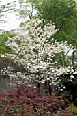 CORNUS FLORIDA WHITE