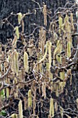 CORYLUS AVELLANA CONTORTA