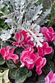 CYCLAMEN AND SENECIO