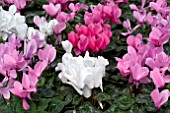 CYCLAMEN MIX