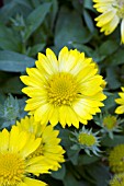 GAILLARDIA X GRANDIFLORA MESA YELLOW