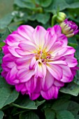 DAHLIA DAHLINOVA HYPNOTICA LIGHT PINK SHADES