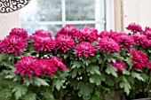 DENDRANTHEMA RED IN WINDOW BOX