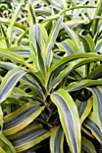 DRACAENA LEMON LIME