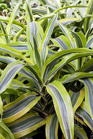 DRACAENA_LEMON_LIME