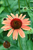 ECHINACEA SUMMER SKY