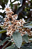 ERIOBOTRYA JAPONICA FLOWERS