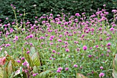 GOMPHRENA FIREWORKS