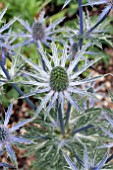 ERYNGIUM BIG BLUE