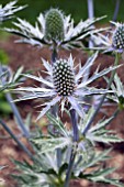 ERYNGIUM BIG BLUE