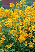 ERYSIMUM CITRONA ORANGE