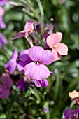 ERYSIMUM JENNY BROOK