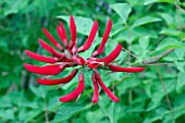 ERYTHRINA X BIDWILLII