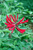 ERYTHRINA X BIDWILLII