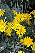 EURYOPS PECTINATUS MUNCHKIN