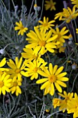 EURYOPS PECTINATUS MUNCHKIN