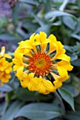 GAILLARDIA GRANDIFLORA COMMOTION MOXIE