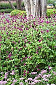 GOMPHRENA GLOBOSA