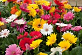 GERBERA JAMESONII MIX