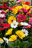 GERBERA JAMESONII MIX