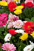 GERBERA JAMESONII MIX