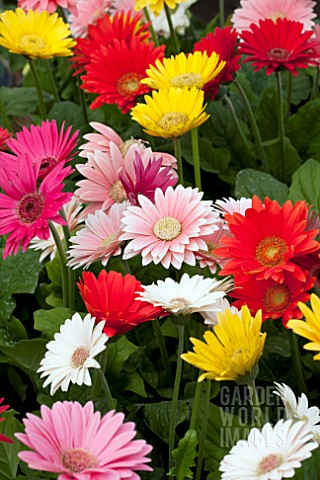 GERBERA_JAMESONII_MIX