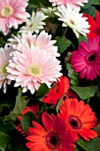 GERBERA JAMESONII MIX