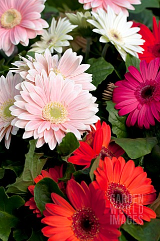 GERBERA_JAMESONII_MIX